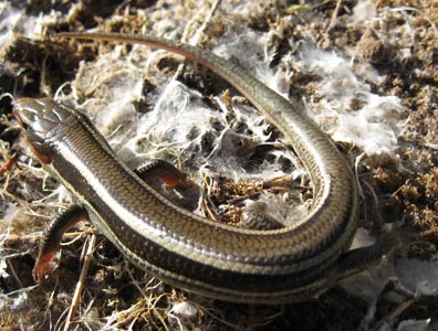 Western Skink